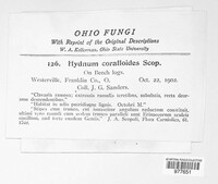 Hericium coralloides image